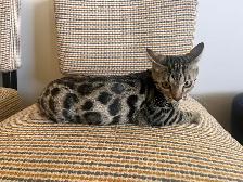 Bengal kitten