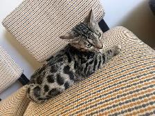 Bengal kitten - Photo 2