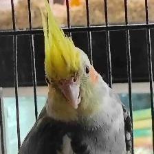 pied cockatiel