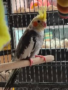 pied cockatiel - Photo 2