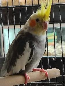 pied cockatiel - Photo 3