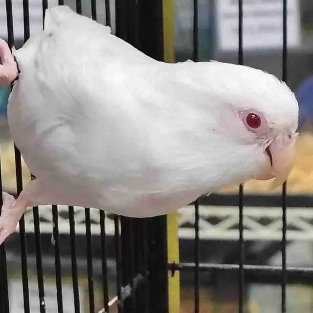 albino baby parrotlet