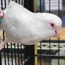 albino baby parrotlet