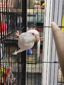 albino baby parrotlet - Photo 2