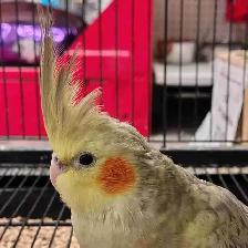 baby Pearl cockatiel