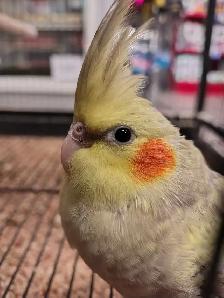 baby Pearl cockatiel - Photo 2
