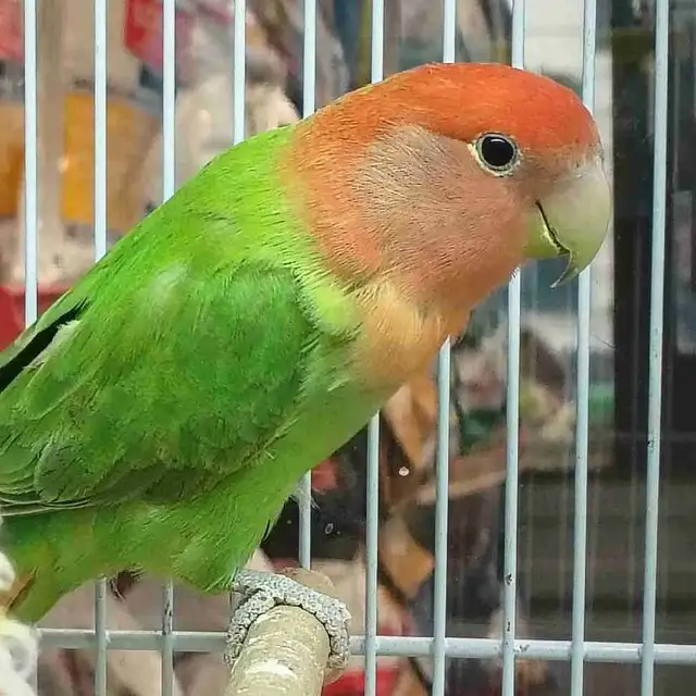 lovebird