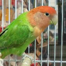 lovebird