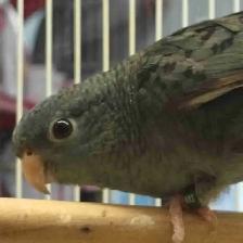 lineolated Parakeet