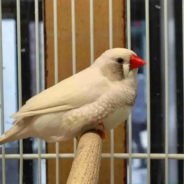 white black cheek zebra finches