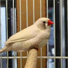 white black cheek zebra finches