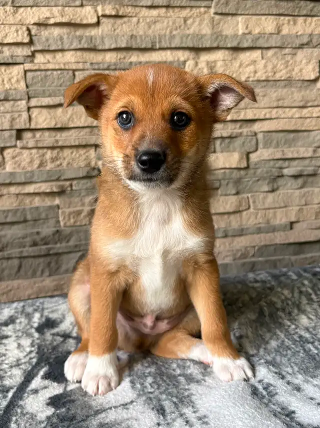 Adorable Jackapoo Puppies – 3 Males Available