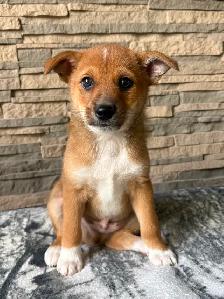 Adorable Jackapoo Puppies – 3 Males Available