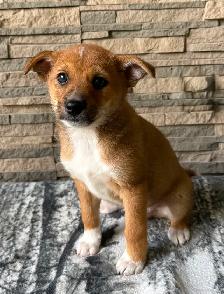 Adorable Jackapoo Puppies – 3 Males Available - Photo 2