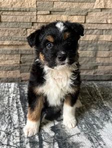 Adorable Jackapoo Puppies – 3 Males Available - Photo 3