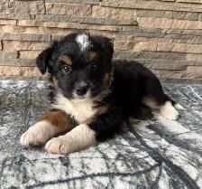 Adorable Jackapoo Puppies – 3 Males Available - Photo 4