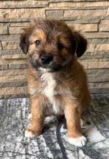 Adorable Jackapoo Puppies – 3 Males Available - Photo 5