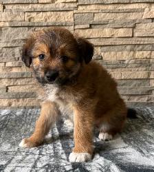 Adorable Jackapoo Puppies – 3 Males Available - Photo 6