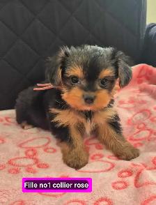4 femelles 2 mâles Morkies