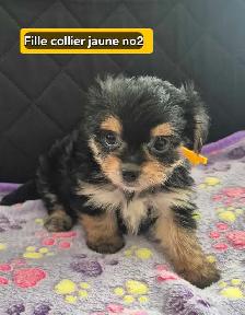 4 femelles 2 mâles Morkies - Photo 2
