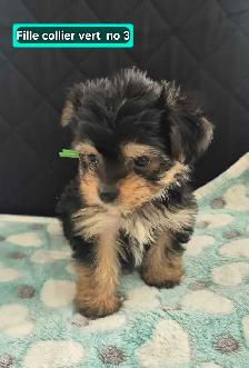 4 femelles 2 mâles Morkies - Photo 3