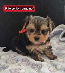 4 femelles 2 mâles Morkies - Photo 4