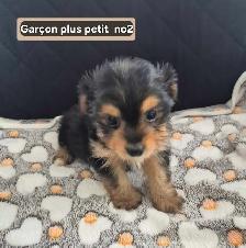 4 femelles 2 mâles Morkies - Photo 6