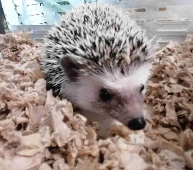 baby hedgehogs