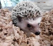 baby hedgehogs