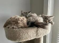 Cat Sitter/ Kitten Boarding/ Kennel Service - Photo 9