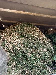 free wood chips mulch - Altavista / walkley only - Photo 2