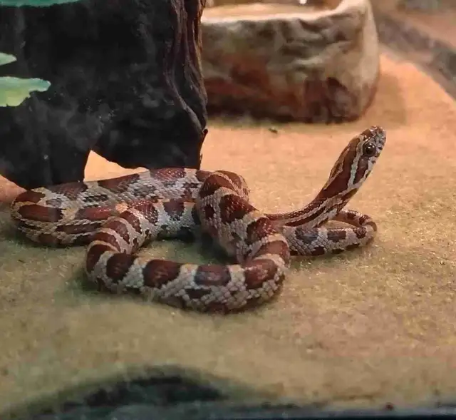 baby corn snake
