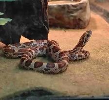 baby corn snake