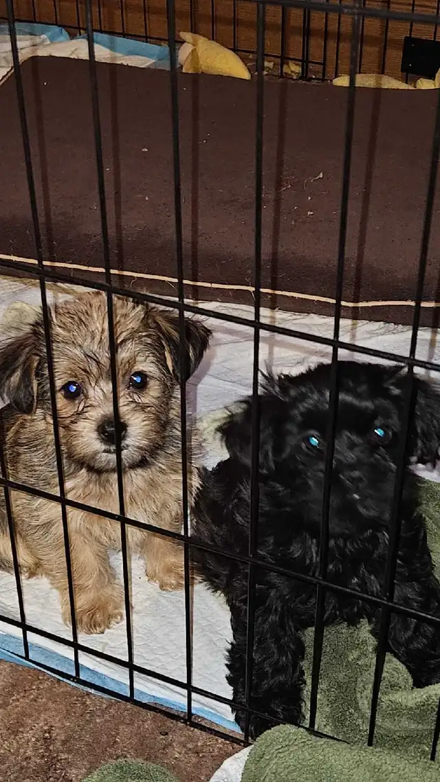 Shih Tzu puppies