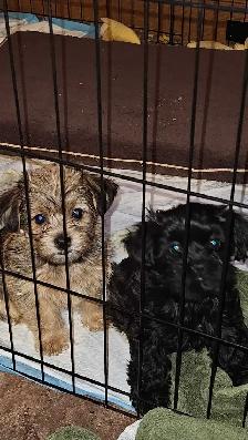 Shih Tzu puppies