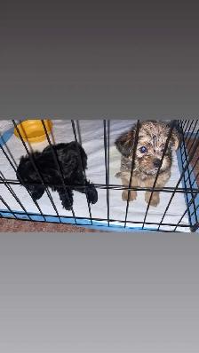 Shih Tzu puppies - Photo 2