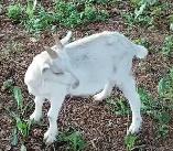 Goats for sale 200$ each