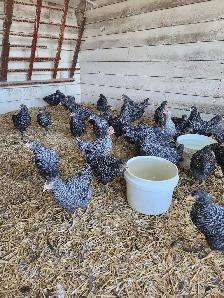 Barred Rock Pullets
