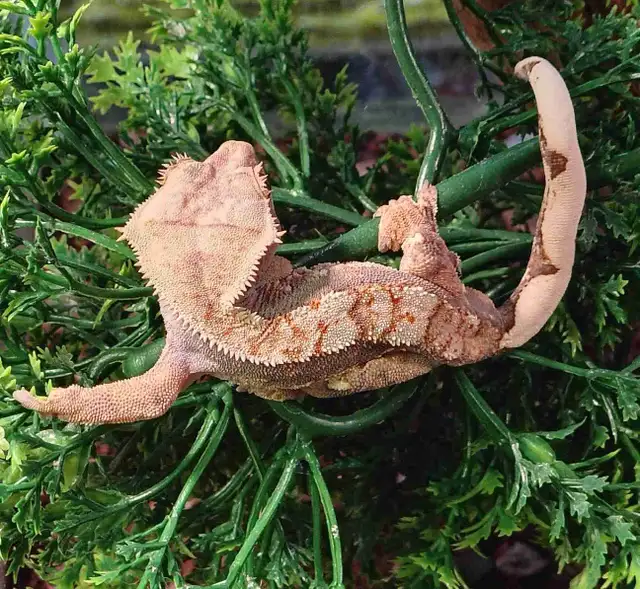 baby crested geckos
