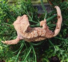 baby crested geckos