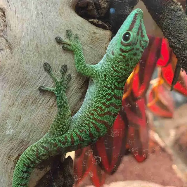 Madagascar giant day gecko