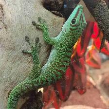 Madagascar giant day gecko