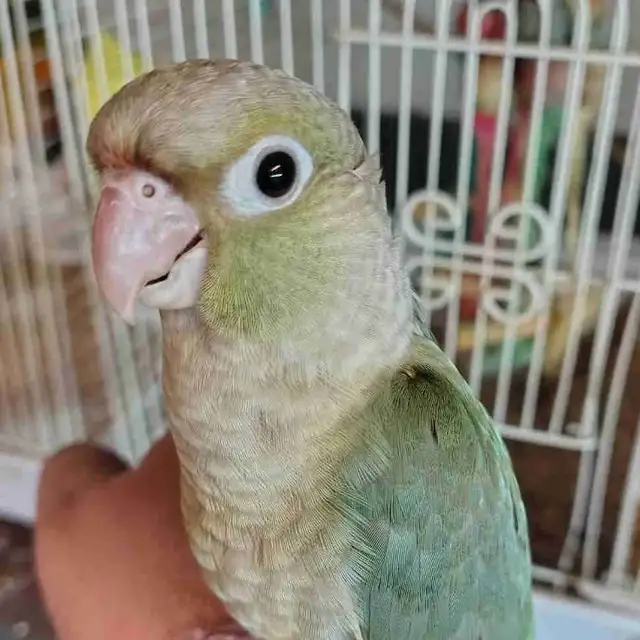 baby Violet conure