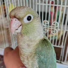 baby Violet conure