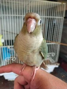 baby Violet conure - Photo 2