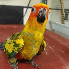 baby sun conure