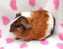 cochon d'inde poil lisse - Photo 10