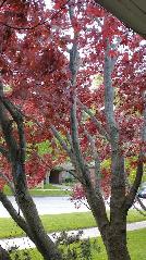 Fresh Japanese Red Maple Branches x Growing, Crafts Scarborough