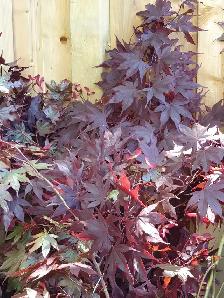 Fresh Japanese Red Maple Branches x Growing, Crafts Scarborough - Photo 3