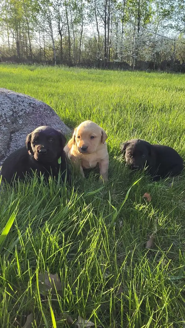 Labrador Puppies